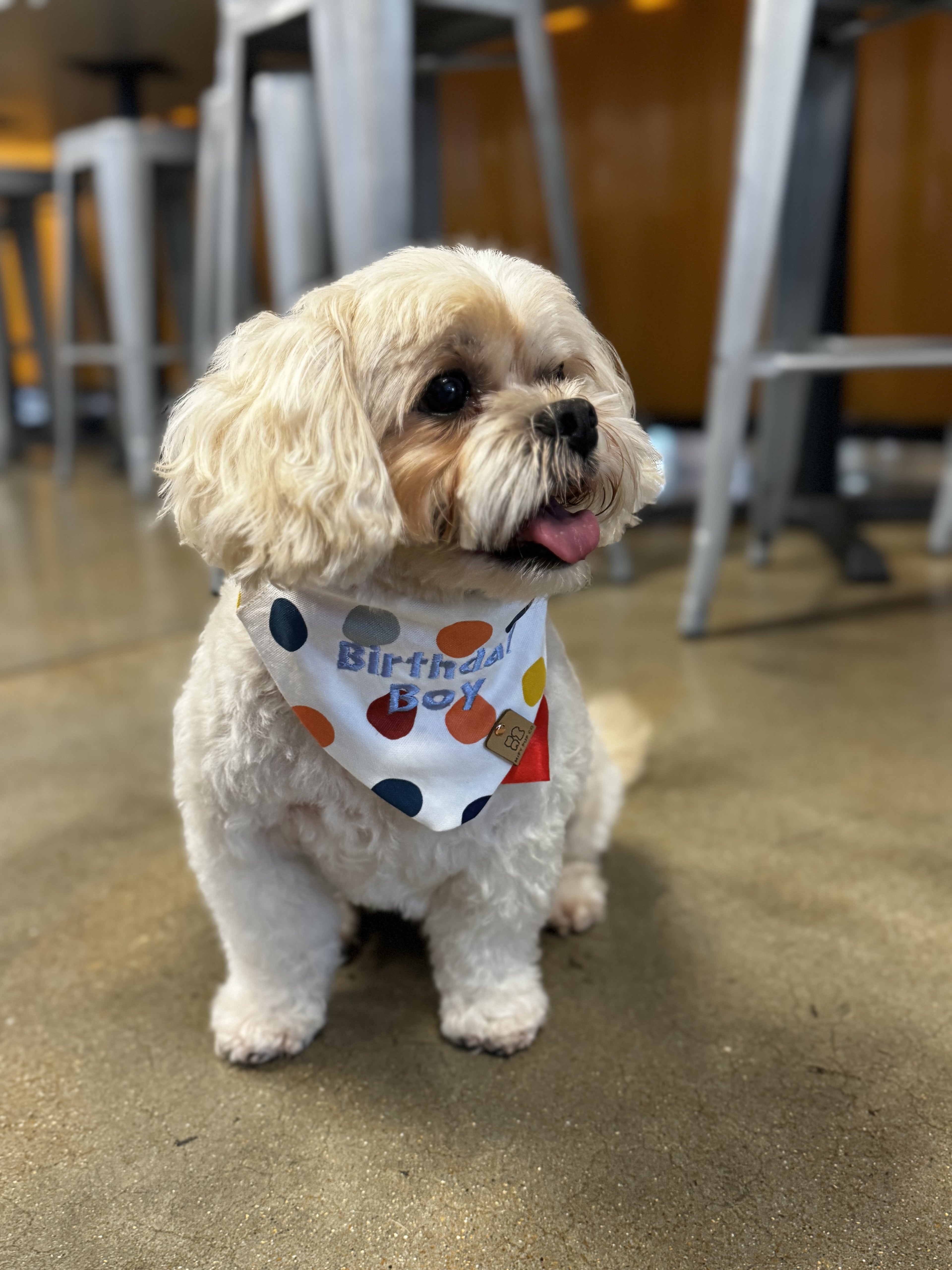 Custom Embroidered Name Over the Collar Bandana